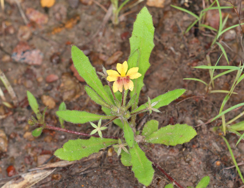 Goodenia pilosa (Goodenia pilosa)