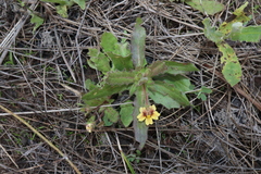 Goodenia pilosa (Goodenia pilosa)