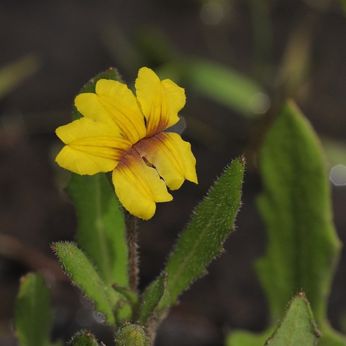 Goodenia pilosa (Goodenia pilosa)