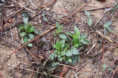 Goodenia pilosa (Goodenia pilosa)