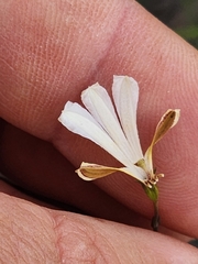 Goodenia pinifolia (Goodenia pinifolia)