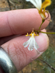 Goodenia pinifolia (Goodenia pinifolia)