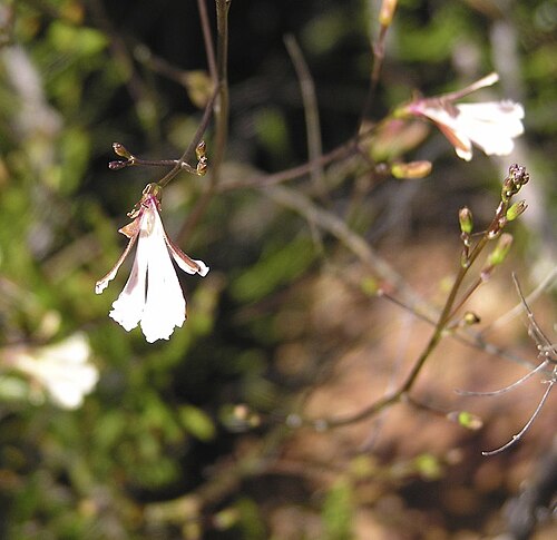 Goodenia pinifolia: Goodenia pinifolia , 3698 Waddington-Wongan Hills Road, Wongan Hills, Western Australia