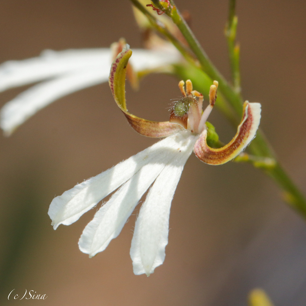 Goodenia pinifolia (Goodenia pinifolia)