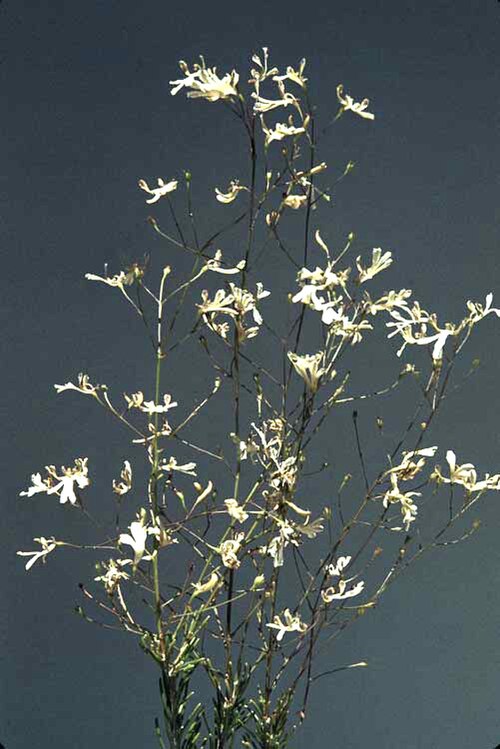 Goodenia pinifolia: Goodenia pinifolia near Wubin, Western Australia