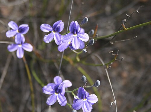 Goodenia pterigosperma: Goodenia pterigosperma near Fisheries Road, Condingup, Western Australia