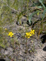 Goodenia pulchella (Goodenia pulchella)