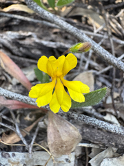 Goodenia pulchella (Goodenia pulchella)