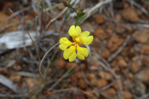 Goodenia pulchella (Goodenia pulchella)