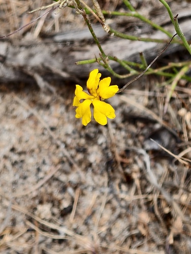 Goodenia pulchella (Goodenia pulchella)