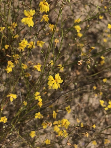 Goodenia pulchella (Goodenia pulchella)