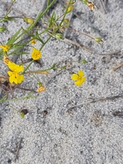 Goodenia pulchella (Goodenia pulchella)