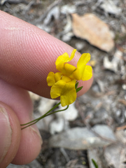 Goodenia pulchella (Goodenia pulchella)