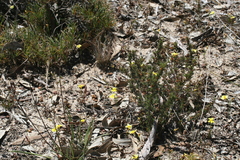 Goodenia pulchella (Goodenia pulchella)
