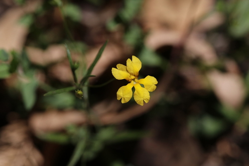 Goodenia pulchella (Goodenia pulchella)