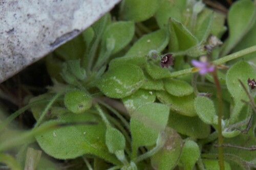 Goodenia pumilio (Goodenia pumilio)