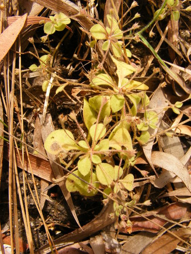 Goodenia pumilio (Goodenia pumilio)