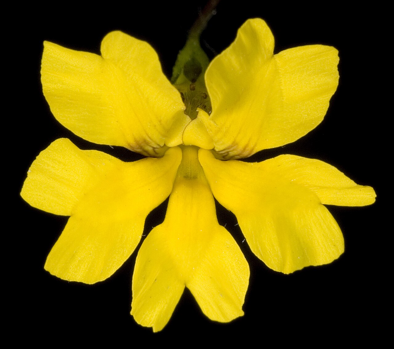 Goodenia pusilla: KRT3177