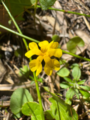 Goodenia pusilla (Goodenia pusilla)