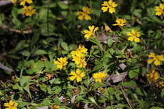 Goodenia pusilla (Goodenia pusilla)