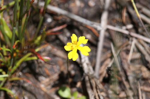 Goodenia pusilla (Goodenia pusilla)