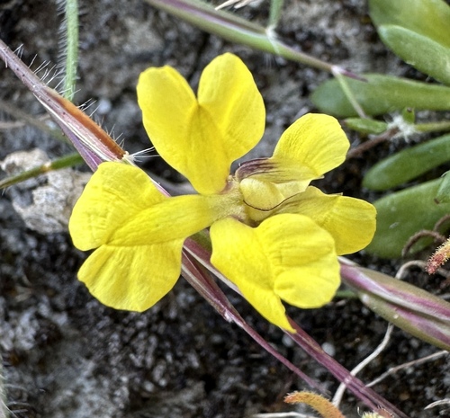Goodenia pusilla (Goodenia pusilla)