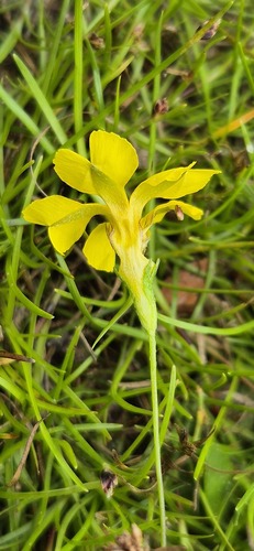 Goodenia pusilla (Goodenia pusilla)