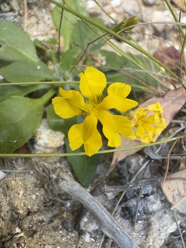Goodenia pusilla (Goodenia pusilla)