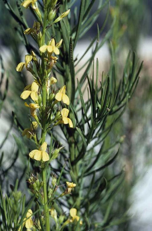 Goodenia racemosa: Goodenia racemosa about 70 km east of Tambo, Queensland