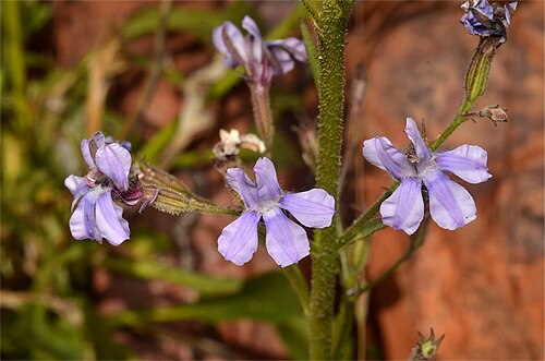Goodenia ramelii: Goodenia ramelii at Trephina Gorge, MacDonnell Ranges, 56 km ENE of Alice Springs, Northern Territory