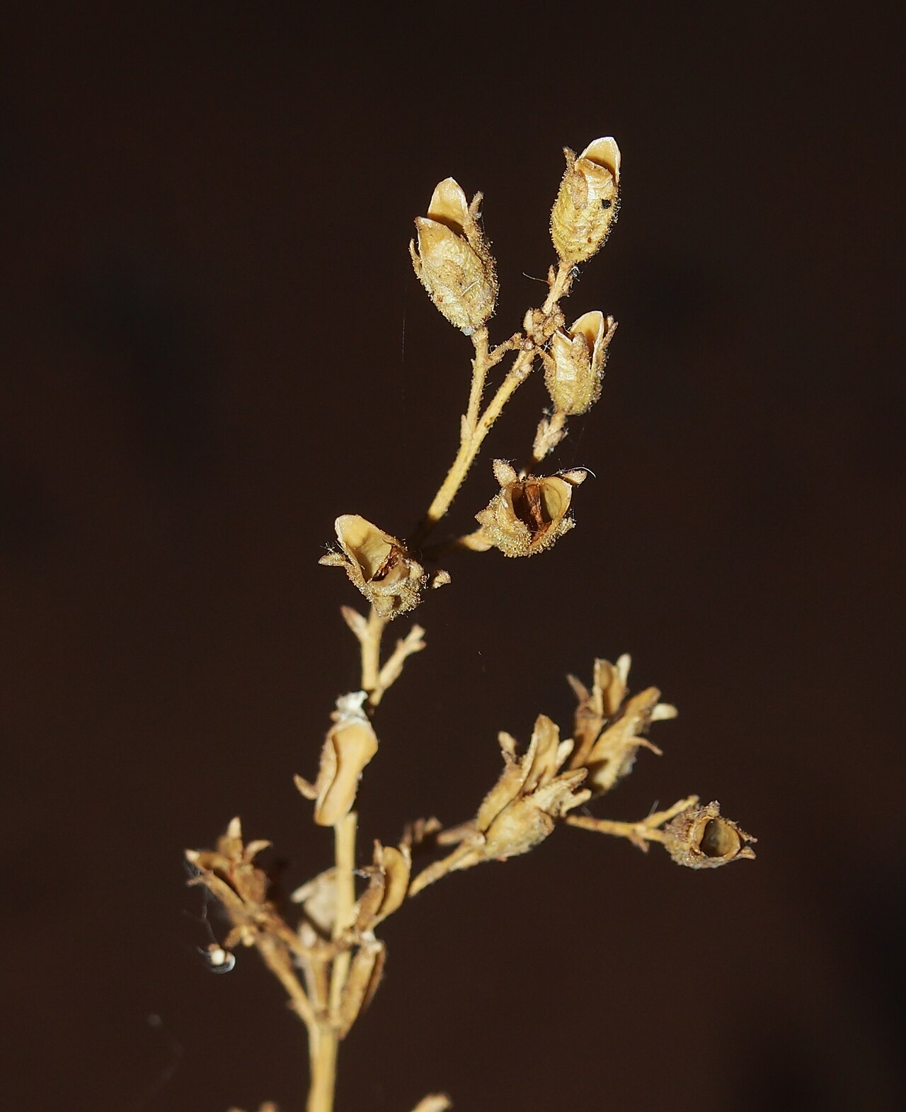 Goodenia ramelii: Goodenia ramelii fruit