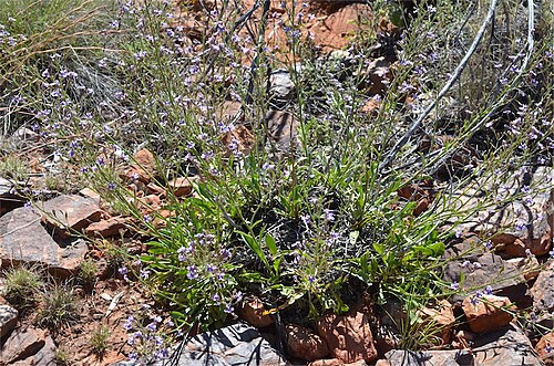 Goodenia ramelii: Goodenia ramelii at Trephina Gorge, MacDonnell Ranges, 56 km ENE of Alice Springs, Northern Territory