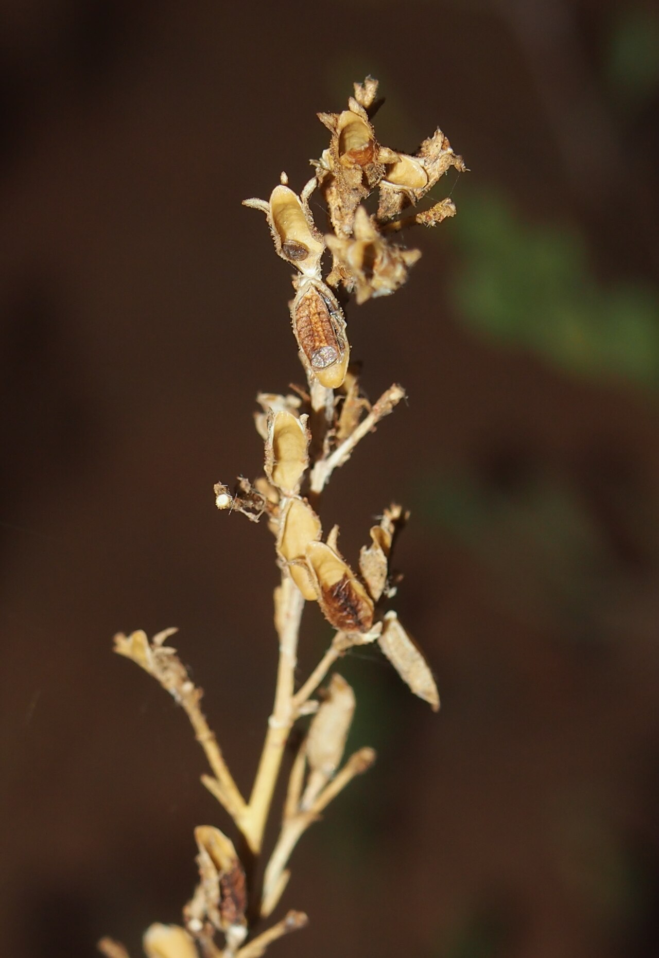 Goodenia ramelii: Goodenia ramelii fruit