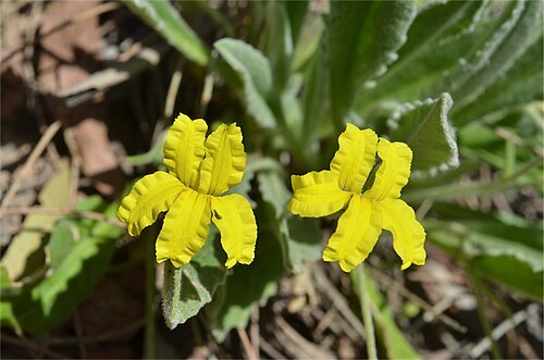 Goodenia robusta: Goodenia robusta near the road to Alligator Gorge, near Wilmington, Flinders Ranges, South Australia