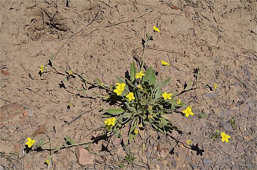 Goodenia robusta: Goodenia robusta near the road to Alligator Gorge, near Wilmington, Flinders Ranges, South Australia