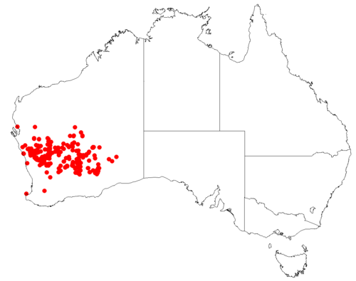 Goodenia rosea: Velleia rosea occurrence data downloaded from Australasian Virtual Herbarium on July 5, 2018