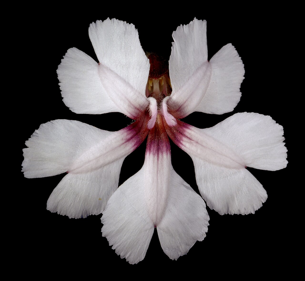 Goodenia rosea: KRT3663