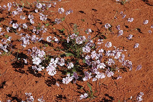 Goodenia rosea: Habit of Goodenia rosea , near the Mouroubra Road to Paynes Find, south from Maranalgo Road, Western Australia