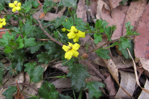 Goodenia rotundifolia (Goodenia rotundifolia)
