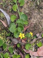 Goodenia rotundifolia (Goodenia rotundifolia)