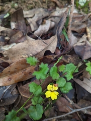 Goodenia rotundifolia (Goodenia rotundifolia)