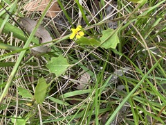 Goodenia rotundifolia (Goodenia rotundifolia)