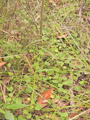 Goodenia rotundifolia (Goodenia rotundifolia)