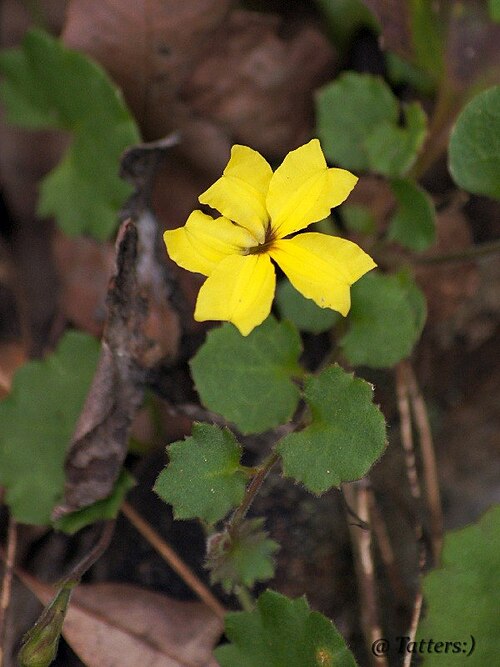 Goodenia rotundifolia: Goodenia rotundifolia Family : Goodeniaceae Prostrate to erect perennial herb to 50 cm high Common name : Star Goodenia Australian native (QLD and NSW) Location