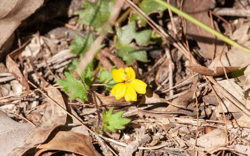 Goodenia rotundifolia (Goodenia rotundifolia)