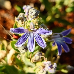 Goodenia scaevolina (Goodenia scaevolina)