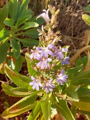 Goodenia scaevolina (Goodenia scaevolina)