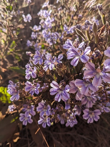 Goodenia scaevolina (Goodenia scaevolina)