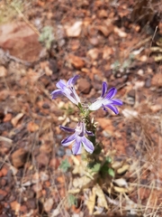 Goodenia scaevolina (Goodenia scaevolina)