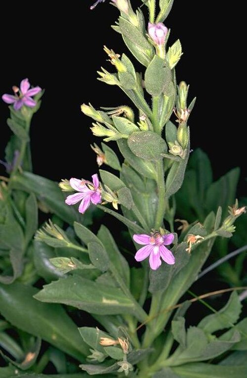 Goodenia scaevolina: Goodenia scaevolina at the Bungle Bungle Ranges, Western Australia